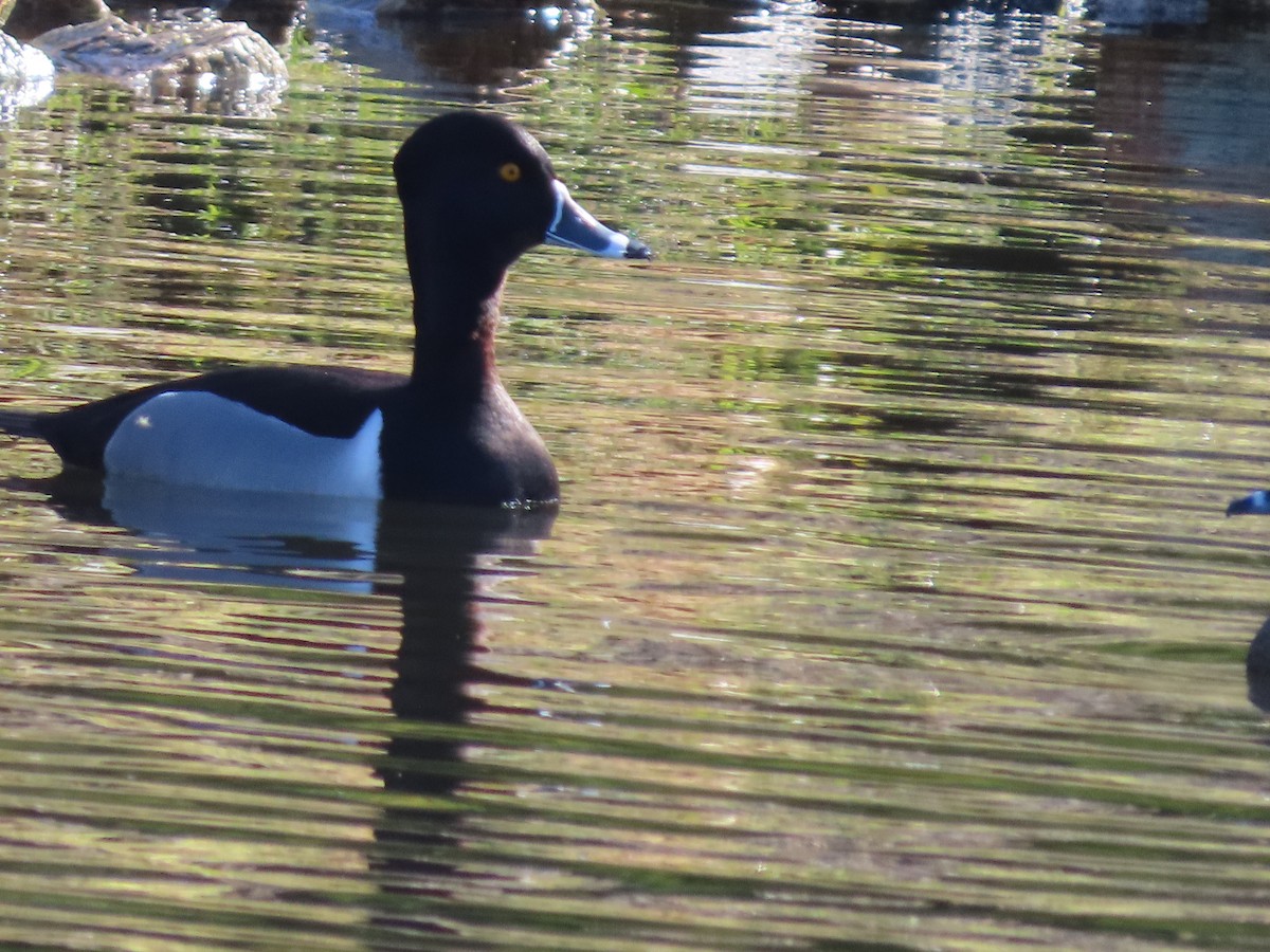 Ring-necked Duck - ML616934378