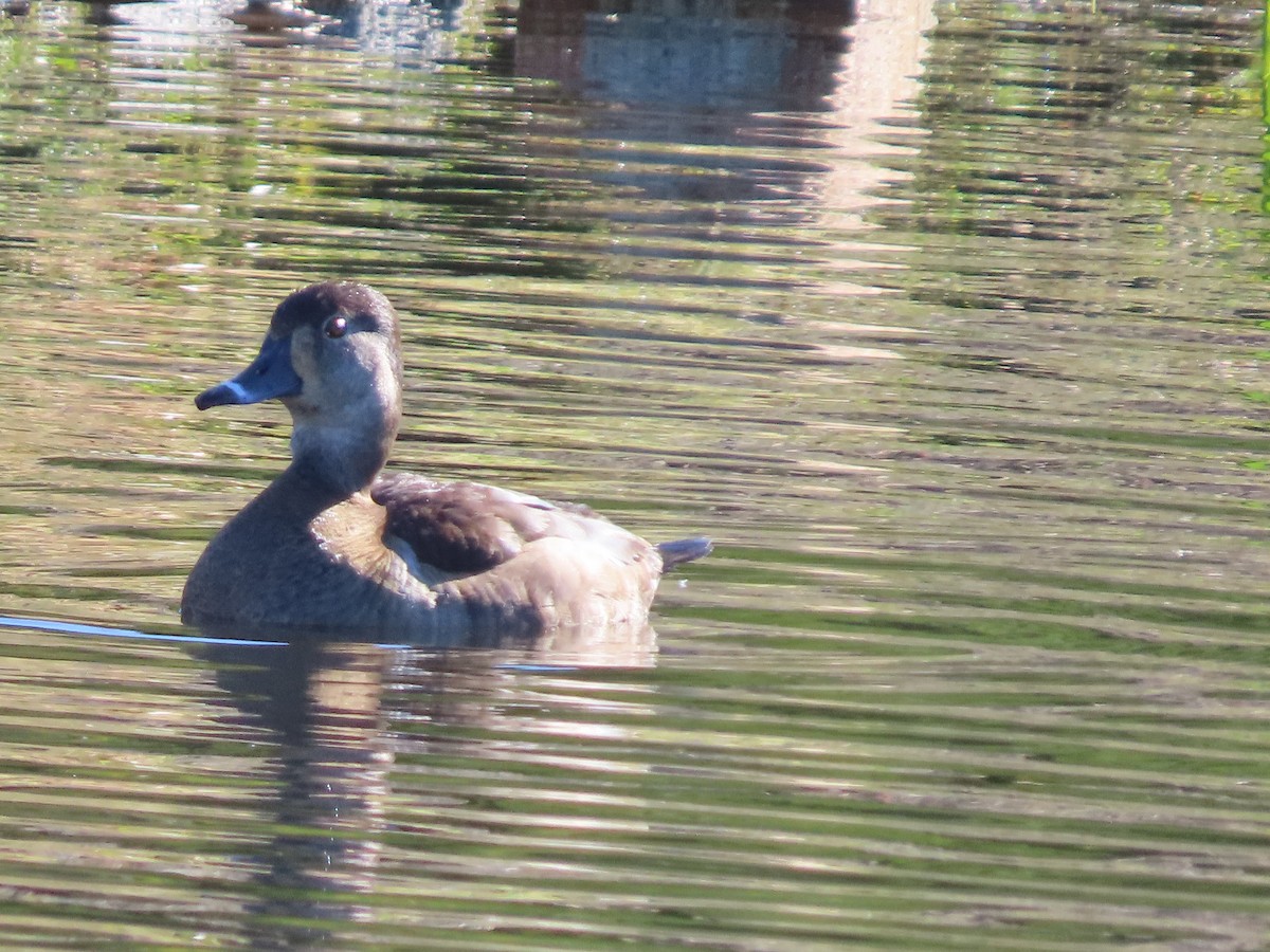 Ring-necked Duck - ML616934379