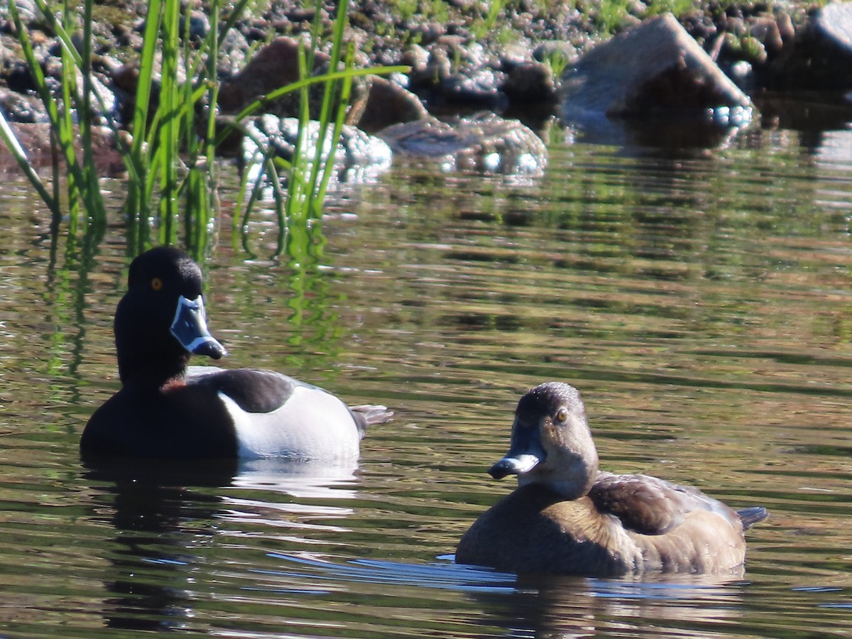 Ring-necked Duck - ML616934380