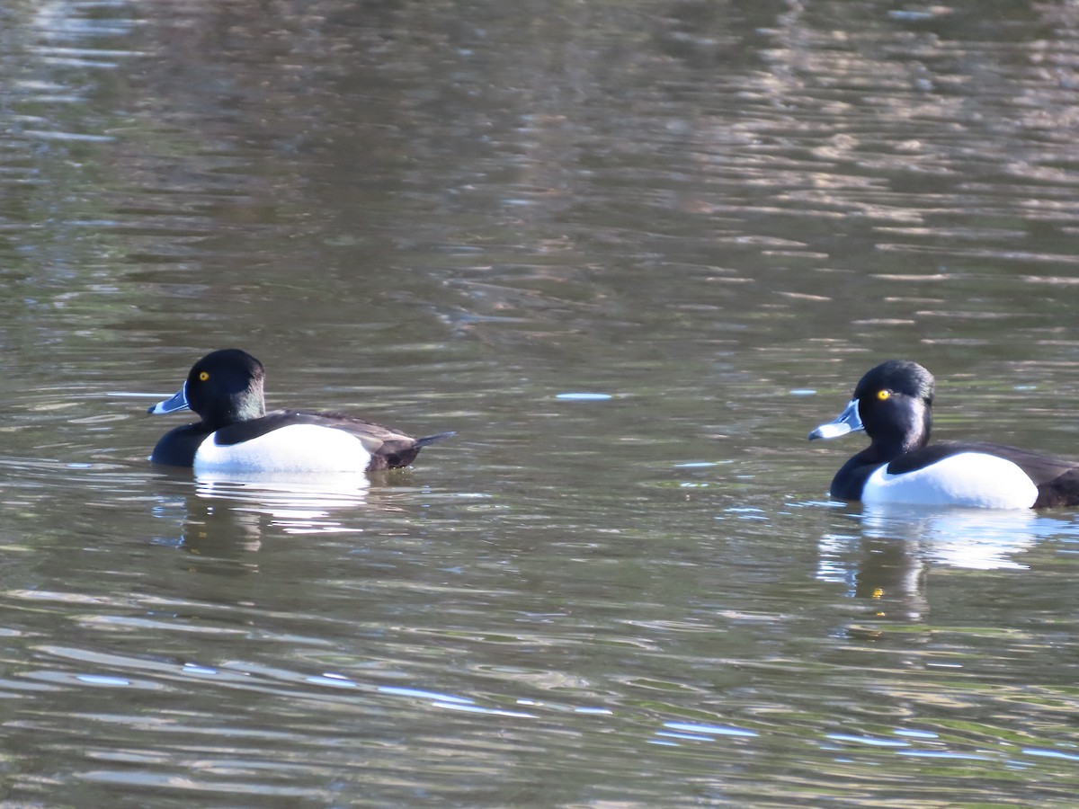 Ring-necked Duck - ML616934381