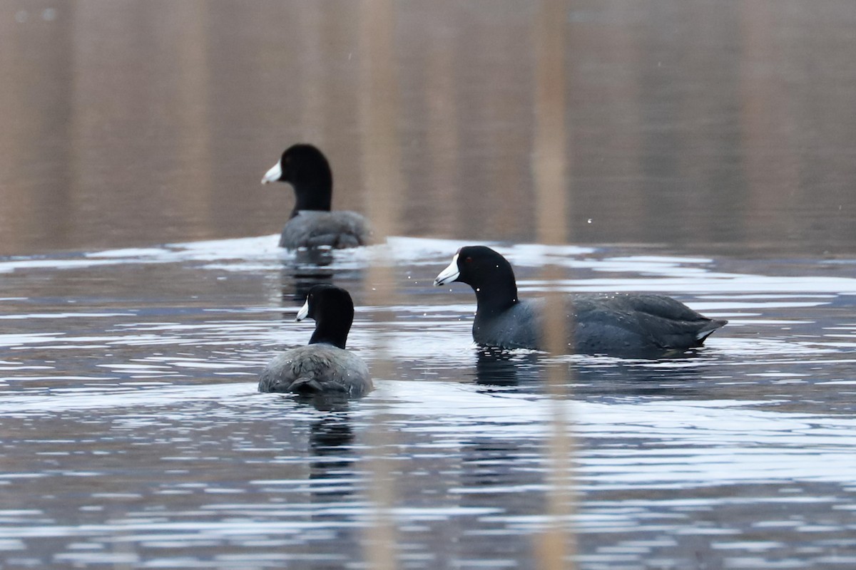 American Coot - ML616934405