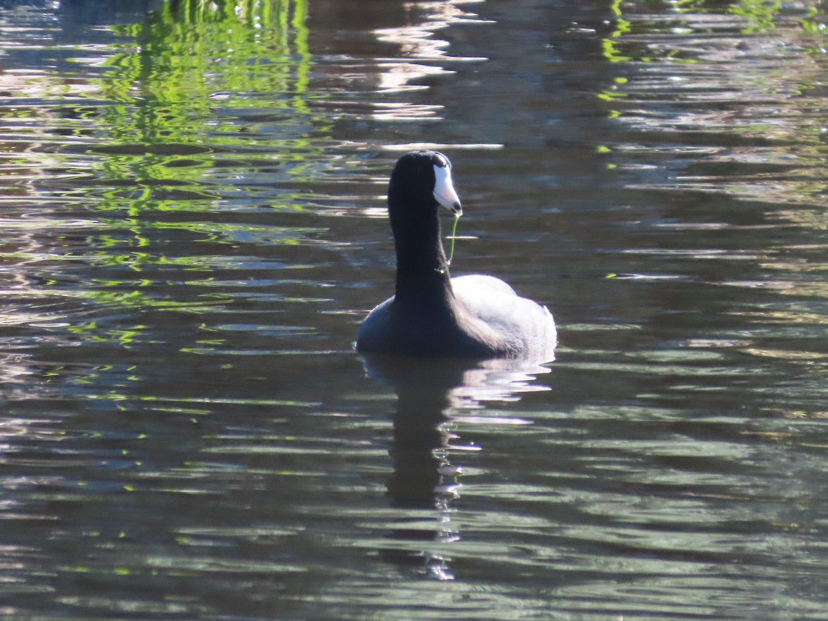 American Coot - ML616934406