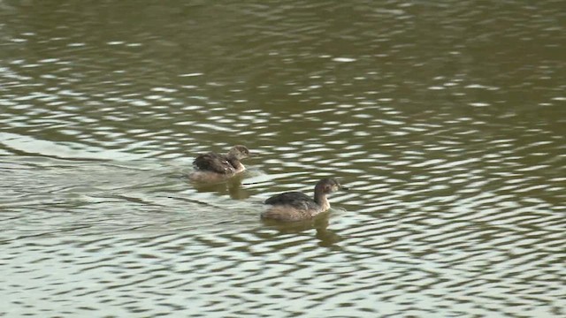 Australasian Grebe - ML616934446