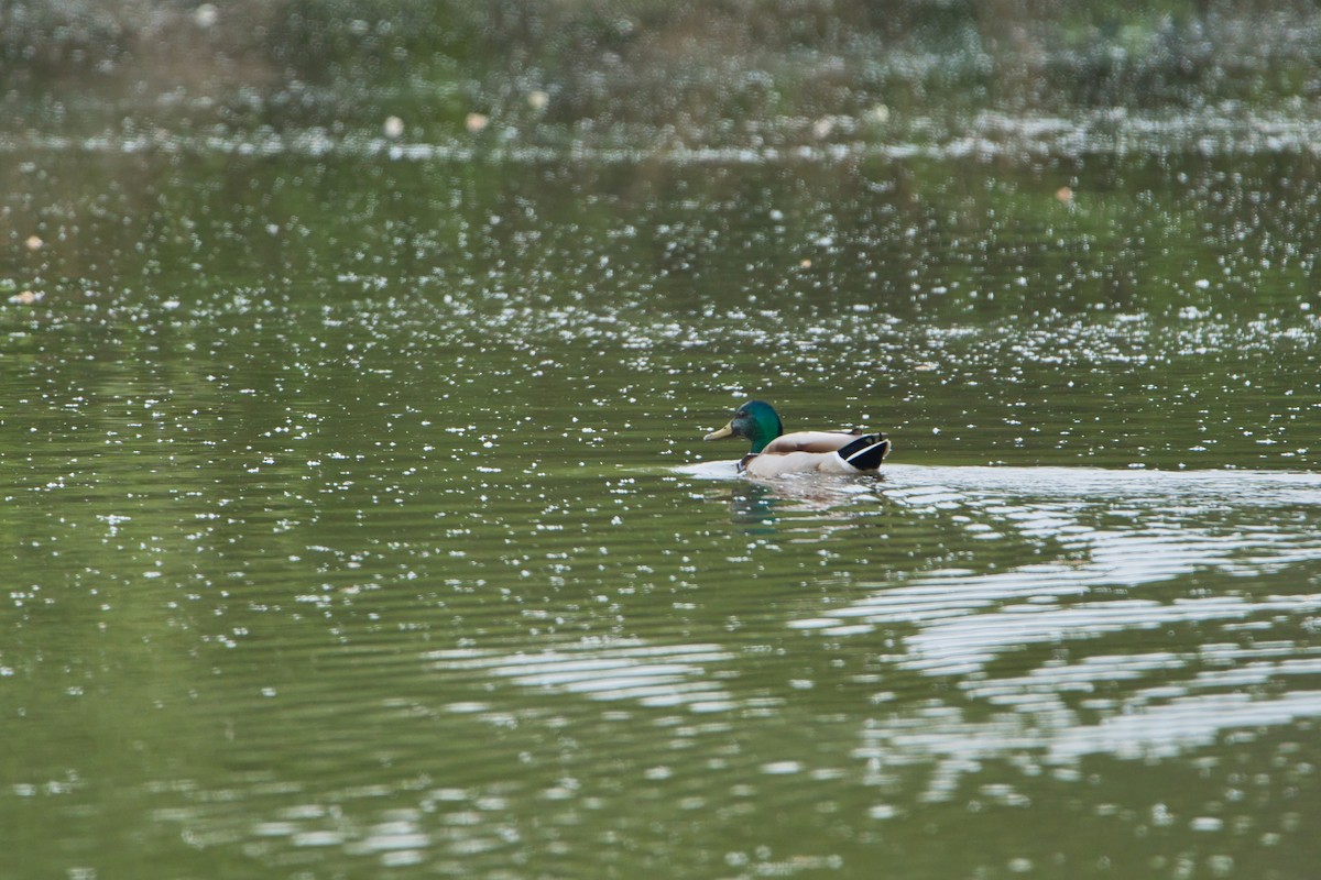 Mallard - Nicola Marchioli