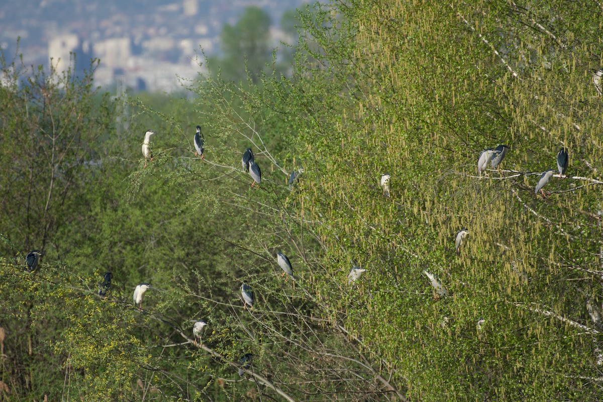 Black-crowned Night Heron - ML616934460