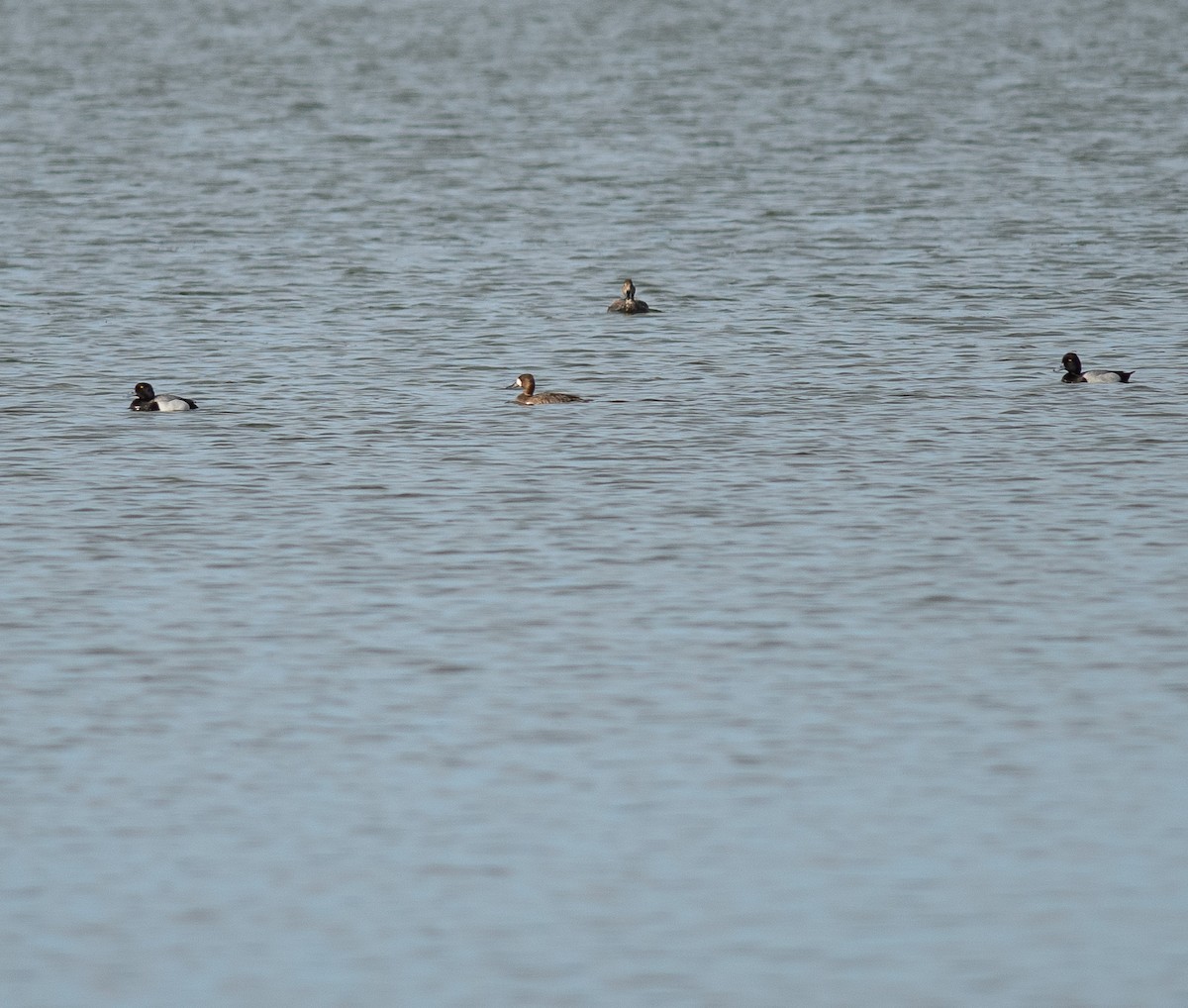 Greater Scaup - ML616934500