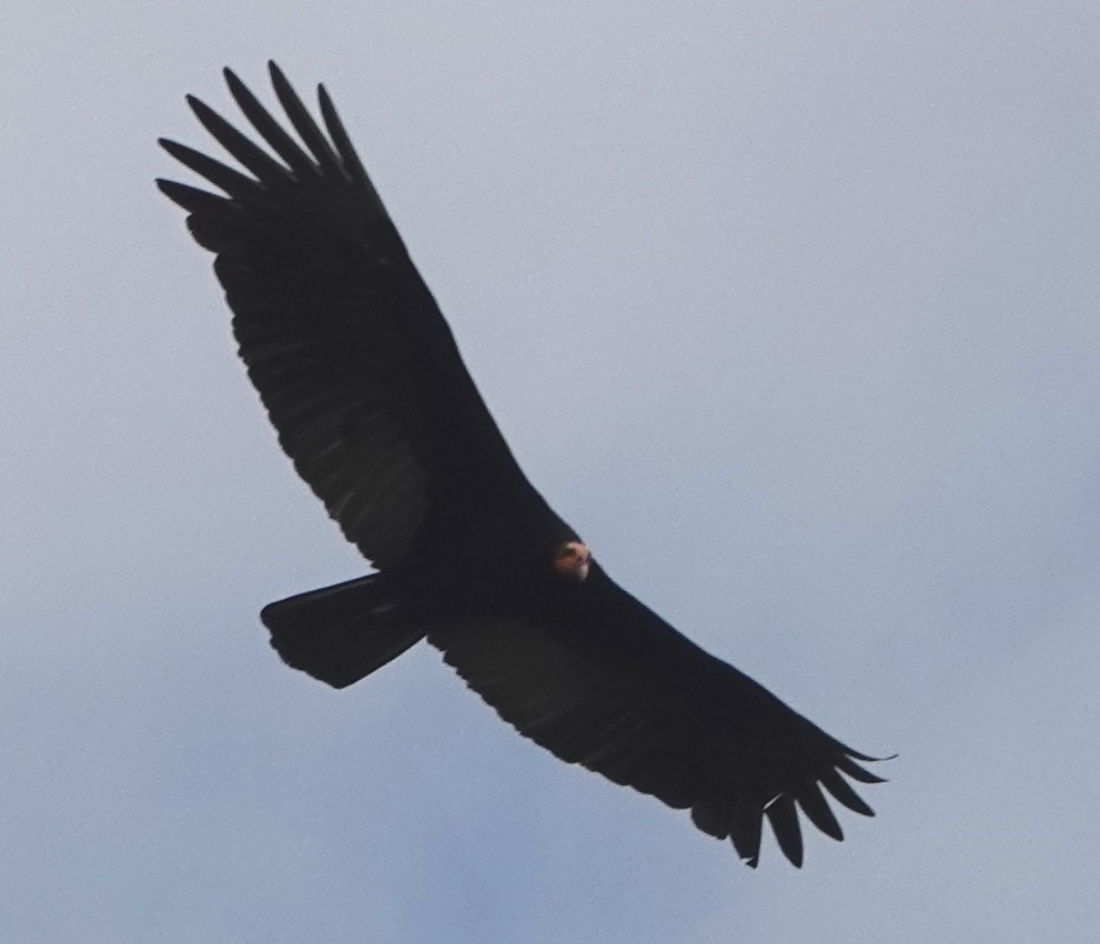 Greater Yellow-headed Vulture - Peter Blancher