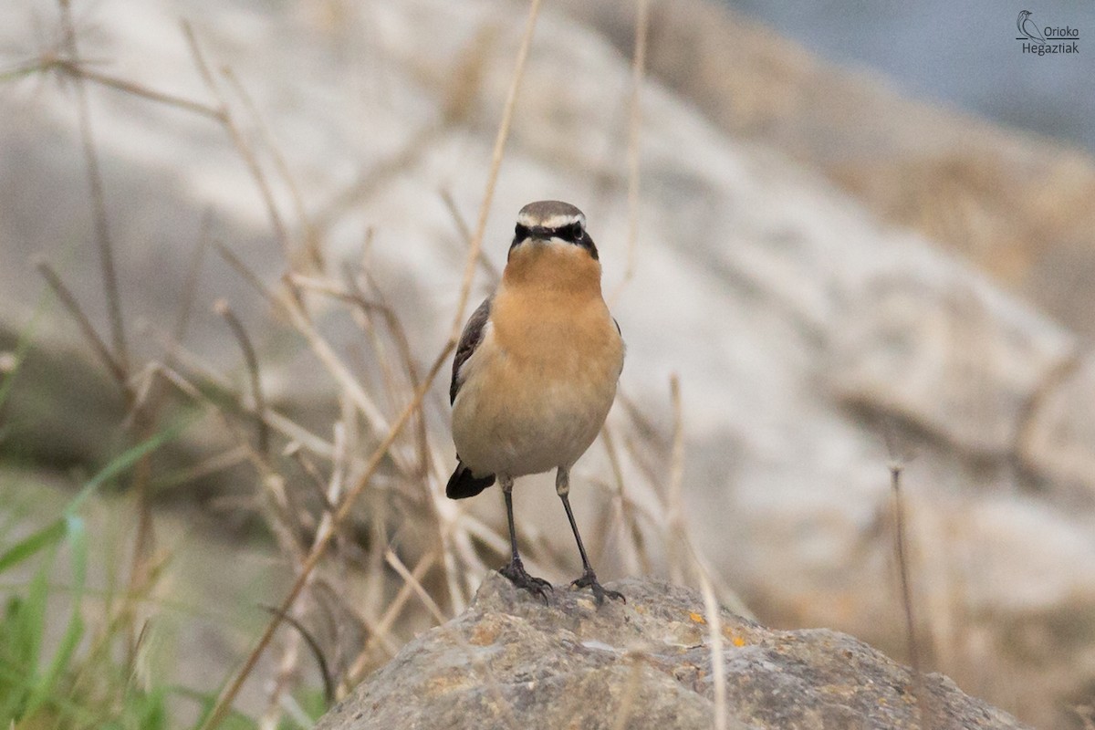 Northern Wheatear - ML616934522