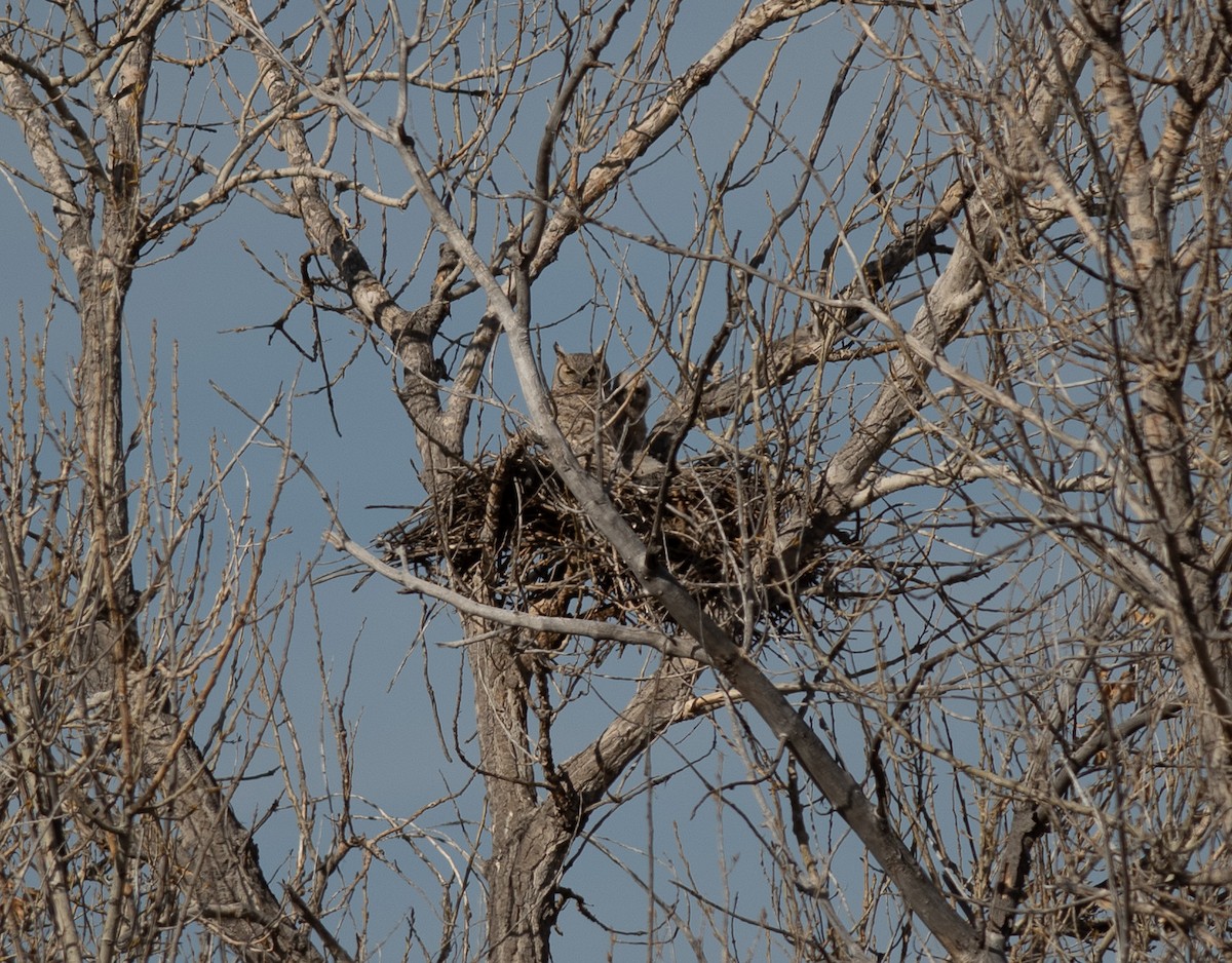 Great Horned Owl - ML616934523