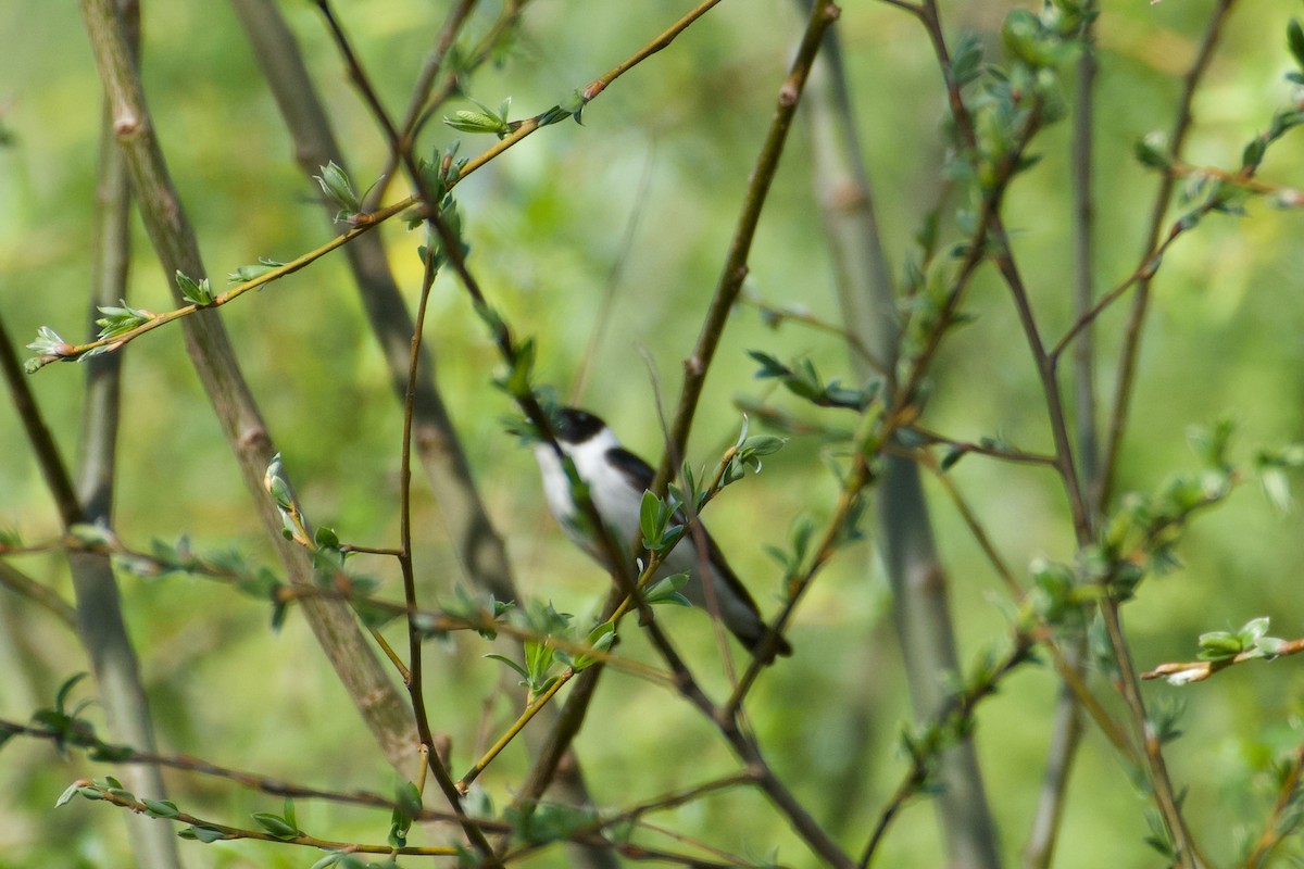 Collared Flycatcher - ML616934536