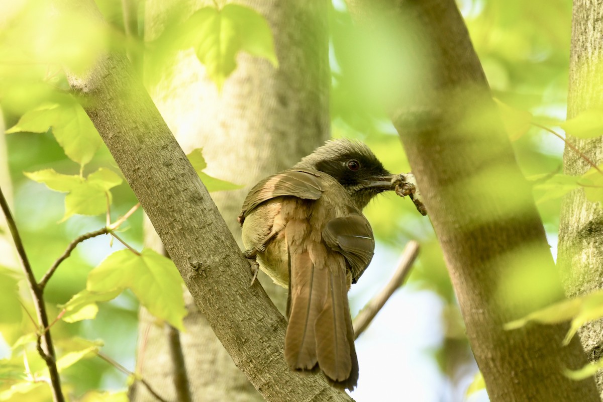 Masked Laughingthrush - ML616934565