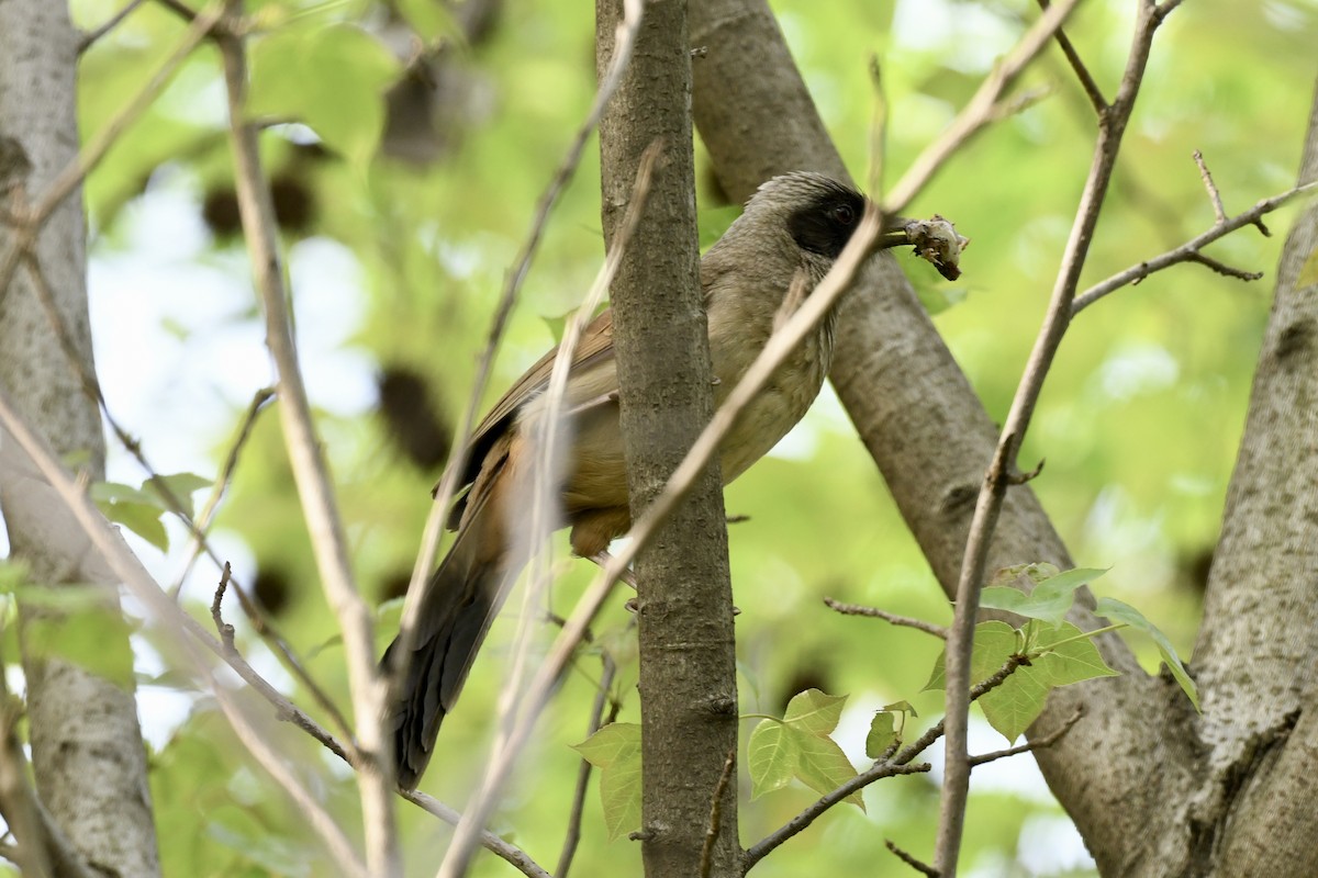 Masked Laughingthrush - ML616934567