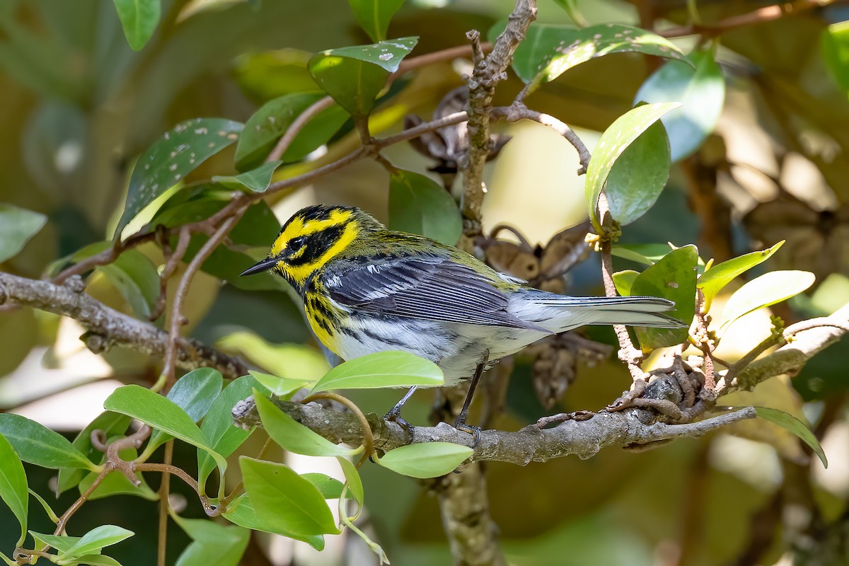 Townsend's Warbler - ML616934591