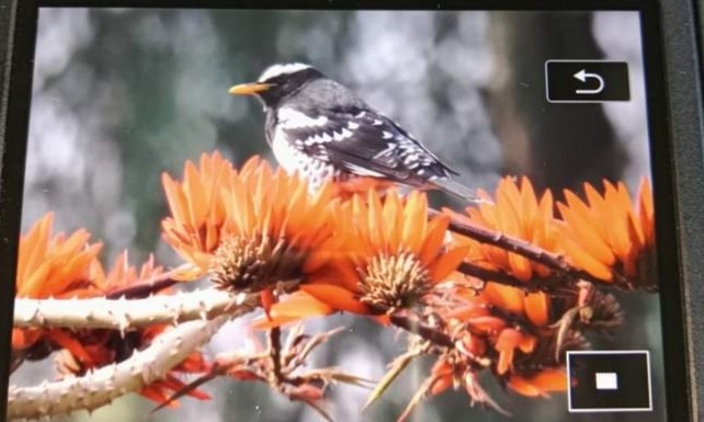 Pied Thrush - ML616934594