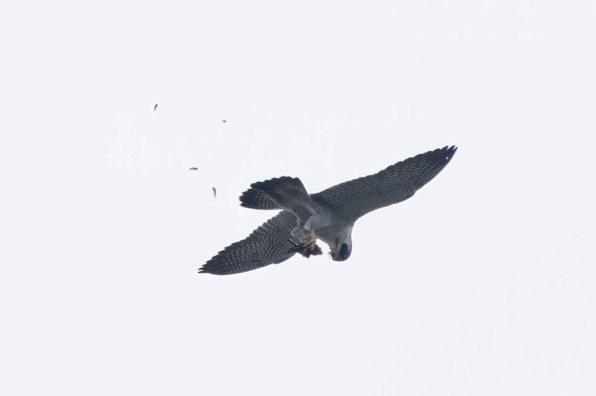 Peregrine Falcon - ML616934619