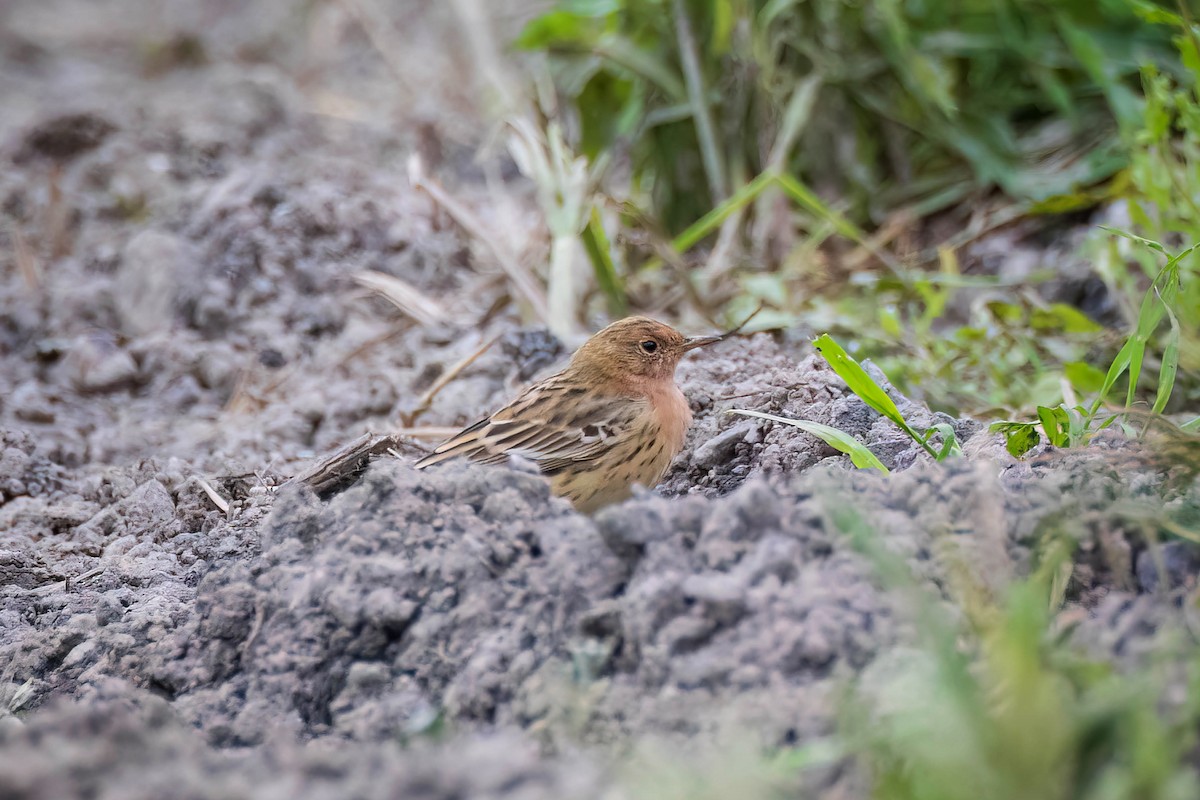 Red-throated Pipit - ML616934628