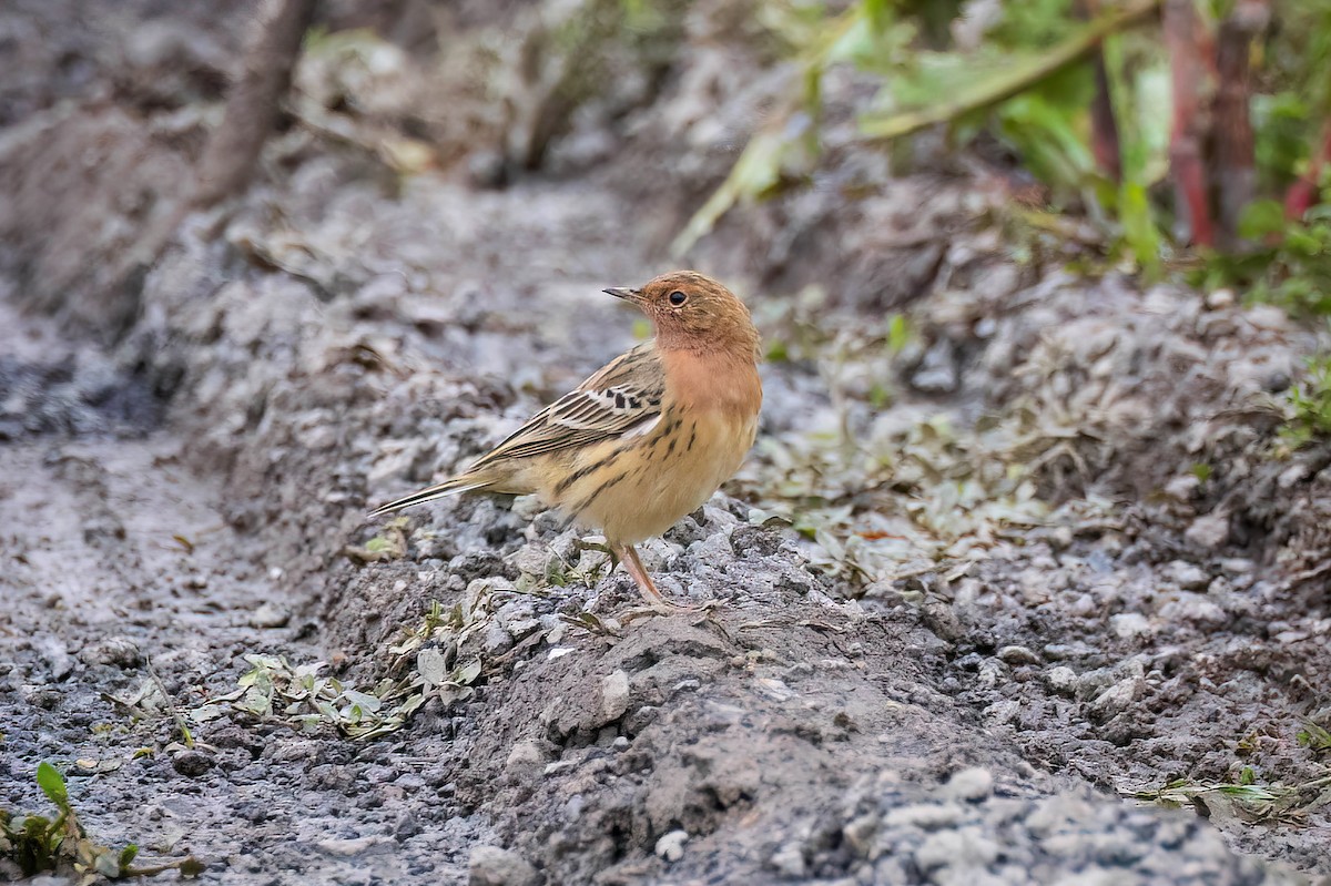 Red-throated Pipit - ML616934629