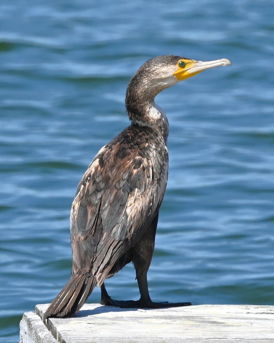 Great Cormorant - ML616934641