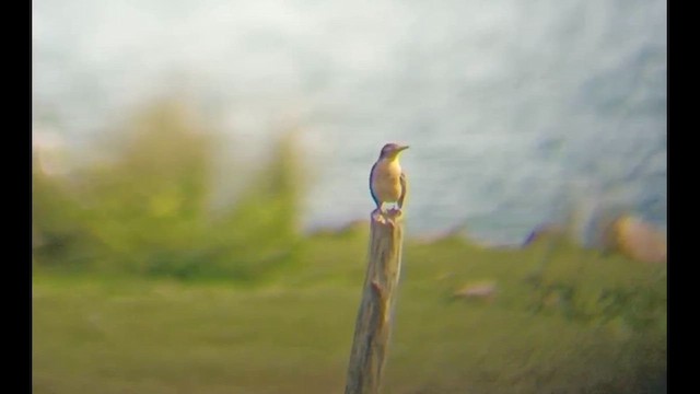 Pipit spioncelle - ML616934710