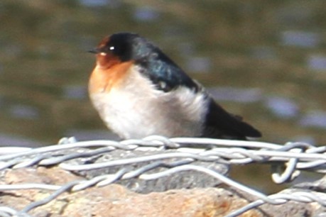 Golondrina Australiana - ML616934714