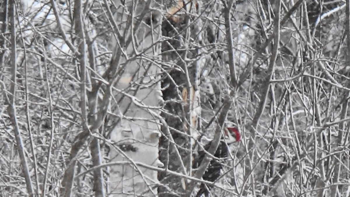 Pileated Woodpecker - ML616934765