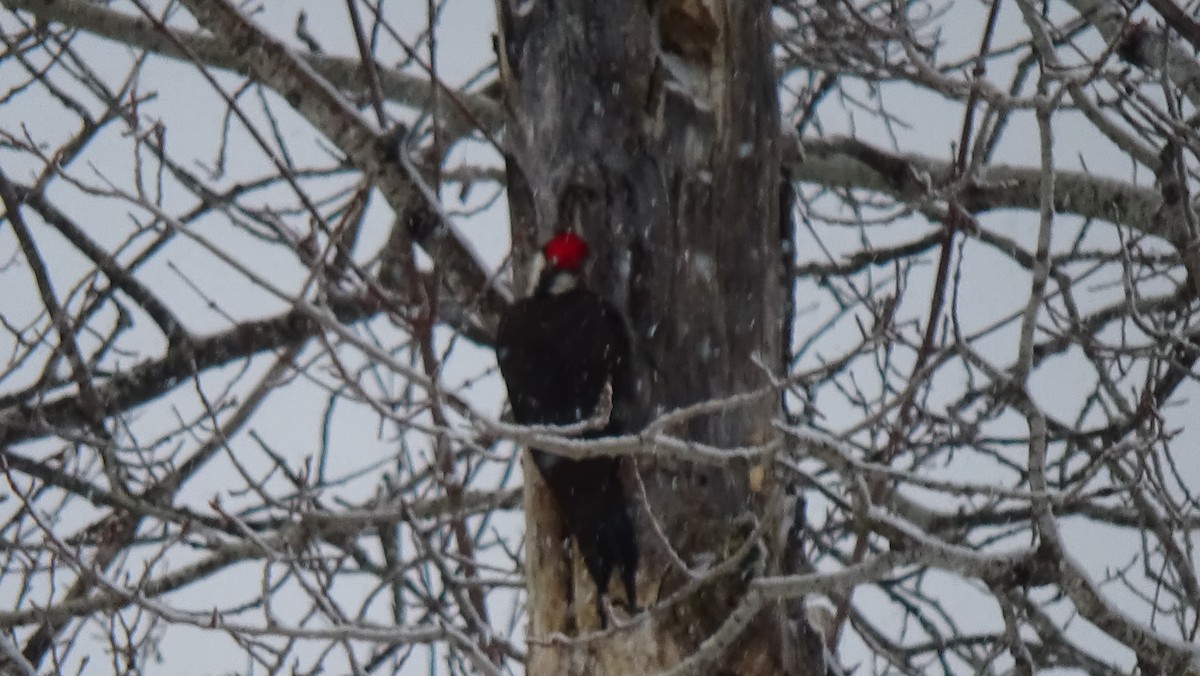 Pileated Woodpecker - ML616934769