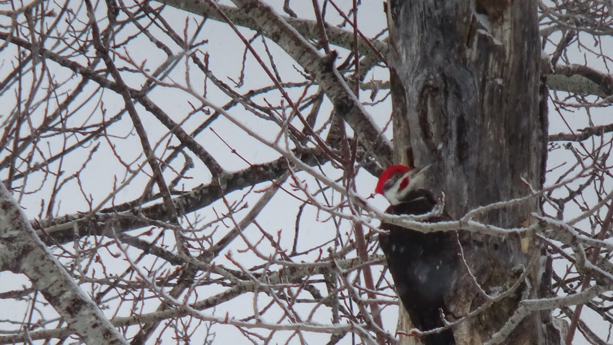 Pileated Woodpecker - ML616934772