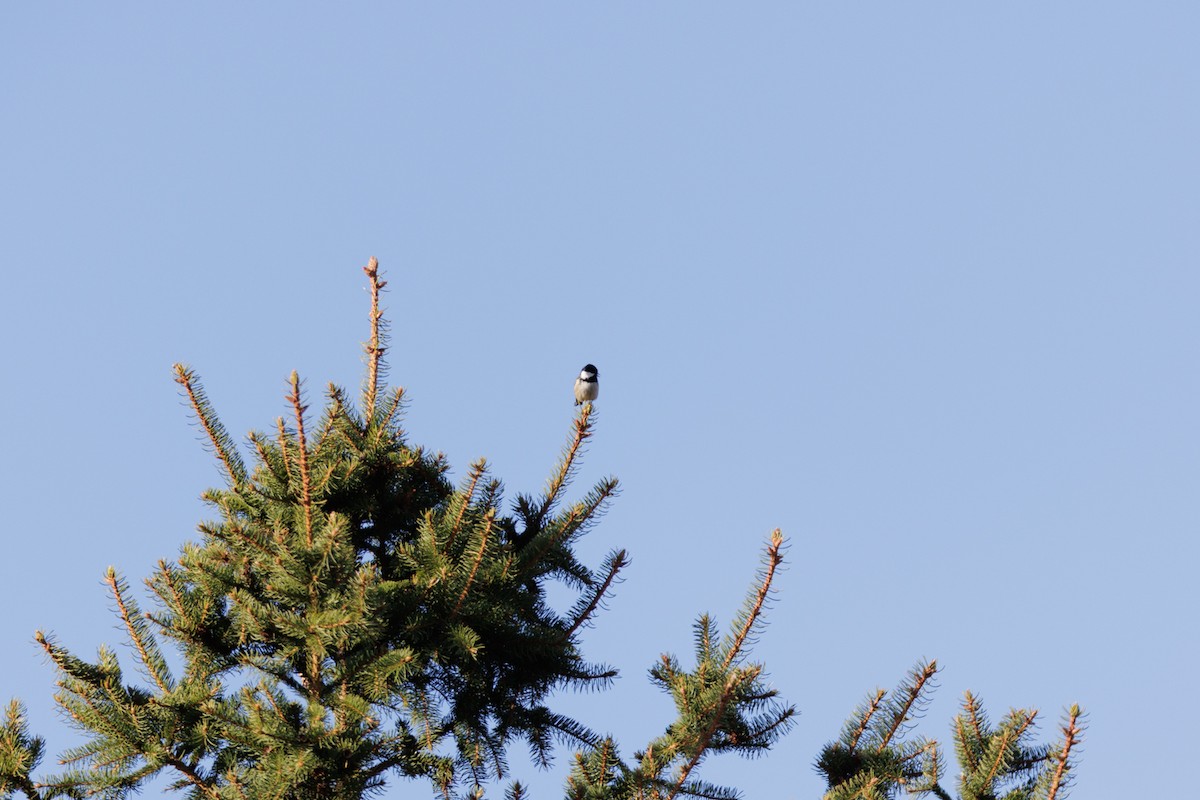 Coal Tit - ML616934784