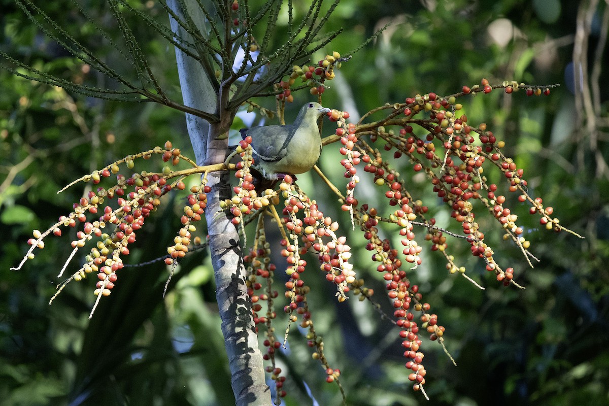 Pink-necked Green-Pigeon - Kristof Zyskowski