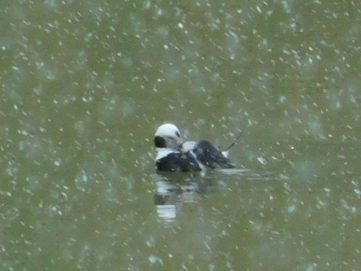 Long-tailed Duck - john and Avis keener