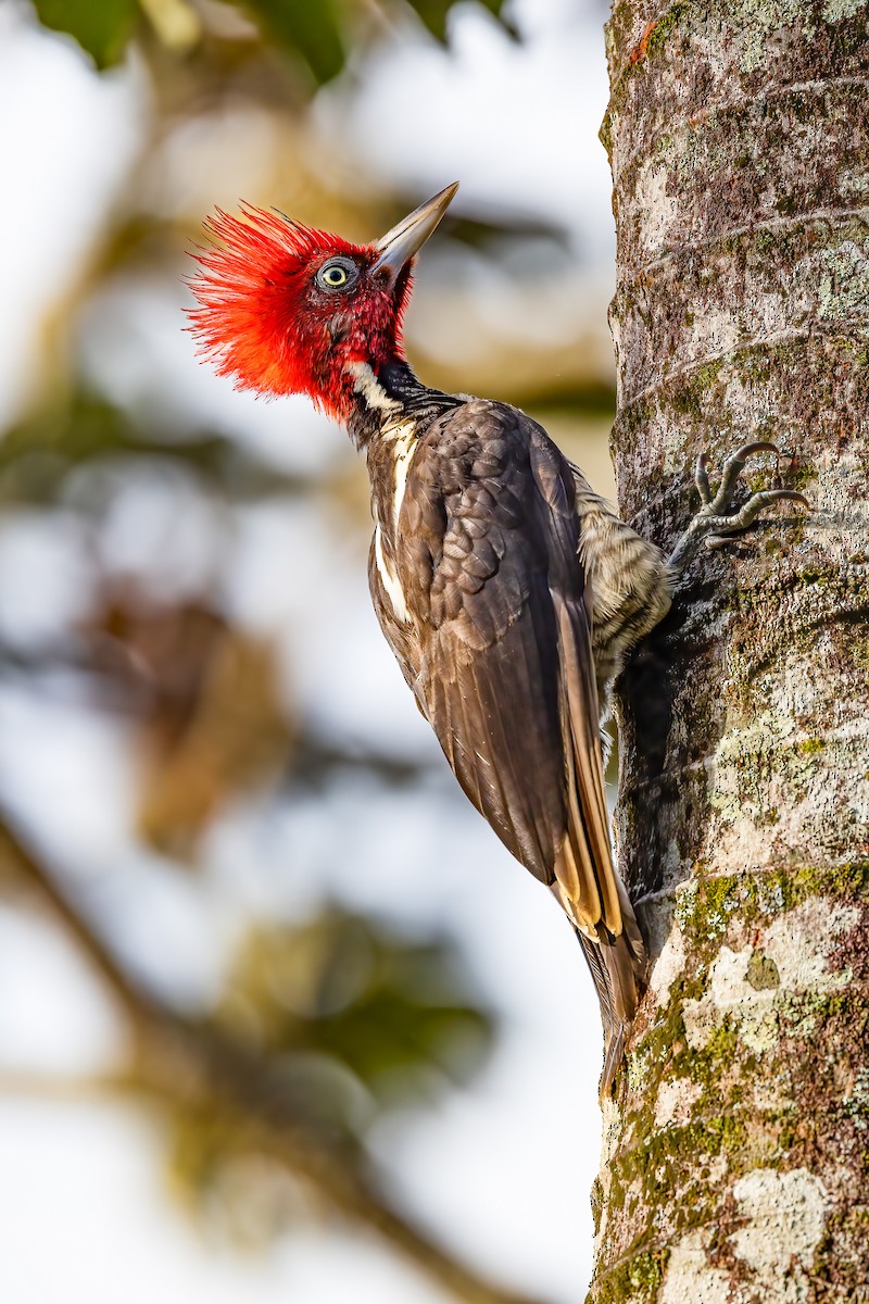 Pale-billed Woodpecker - Chris S. Wood