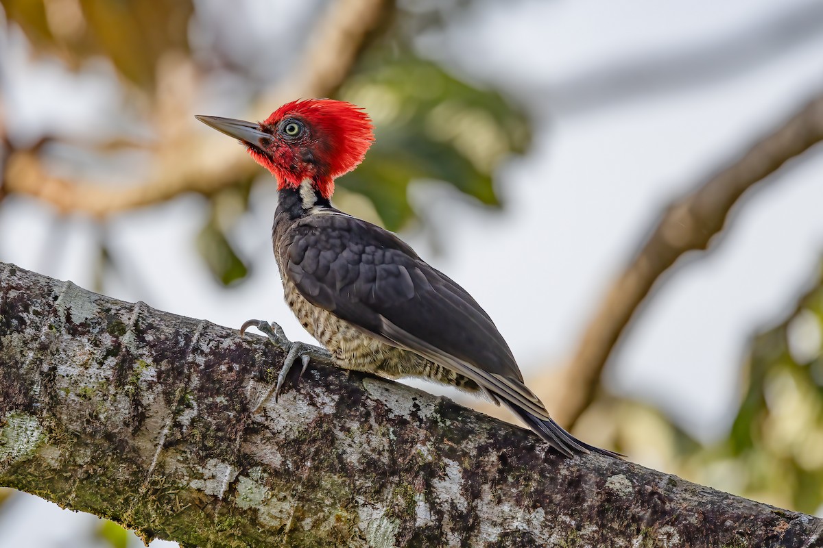 Pale-billed Woodpecker - Chris S. Wood