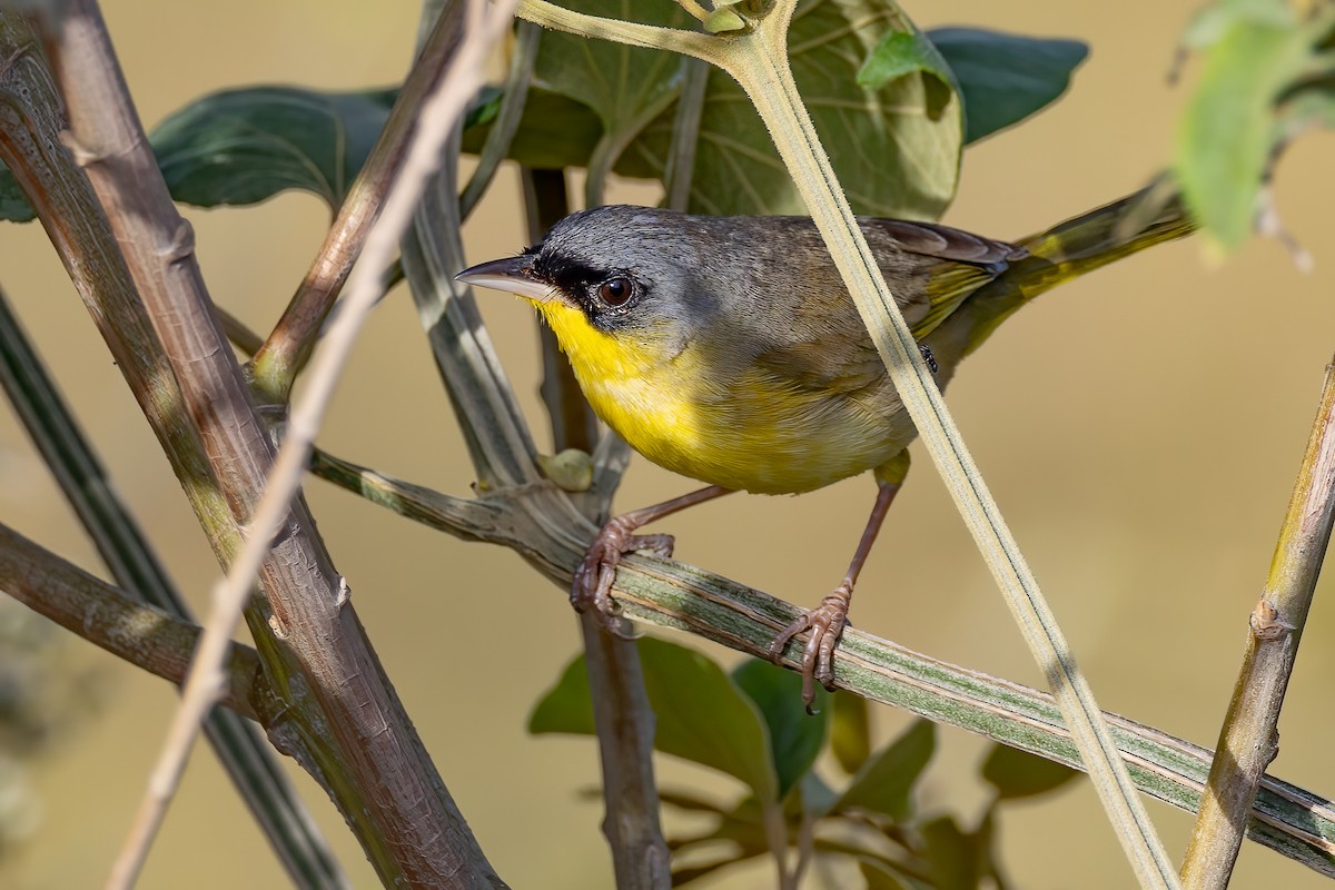 Gray-crowned Yellowthroat - ML616934860