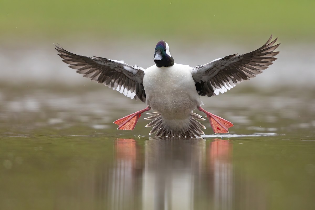 Bufflehead - Matt Misewicz