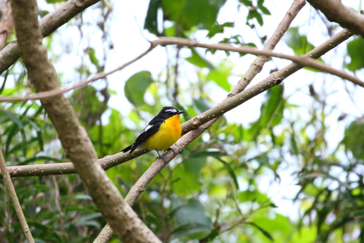 Yellow-rumped Flycatcher - Alen Lin