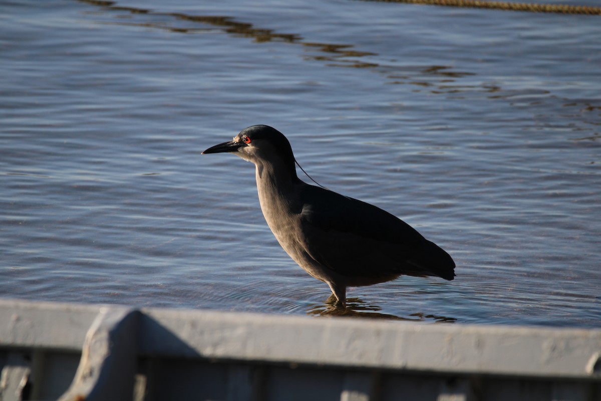 Black-crowned Night Heron - ML616934913