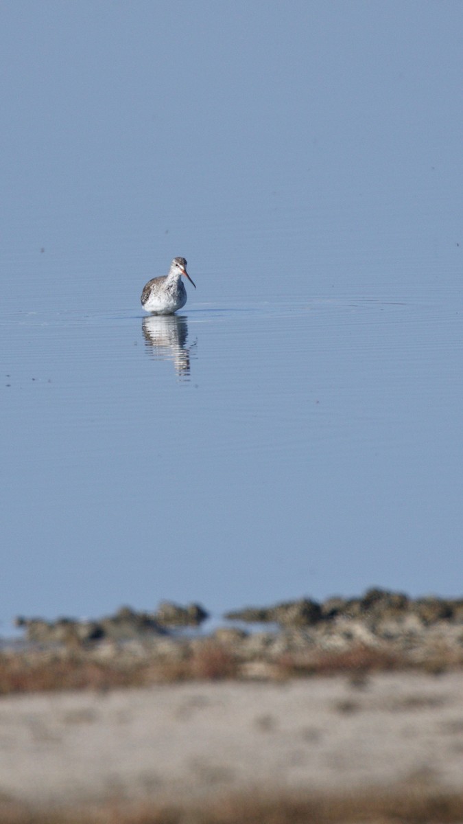 Spotted Redshank - ML616934916