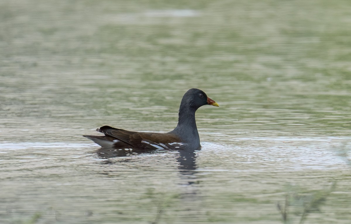 Eurasian Moorhen - Chien N Lee