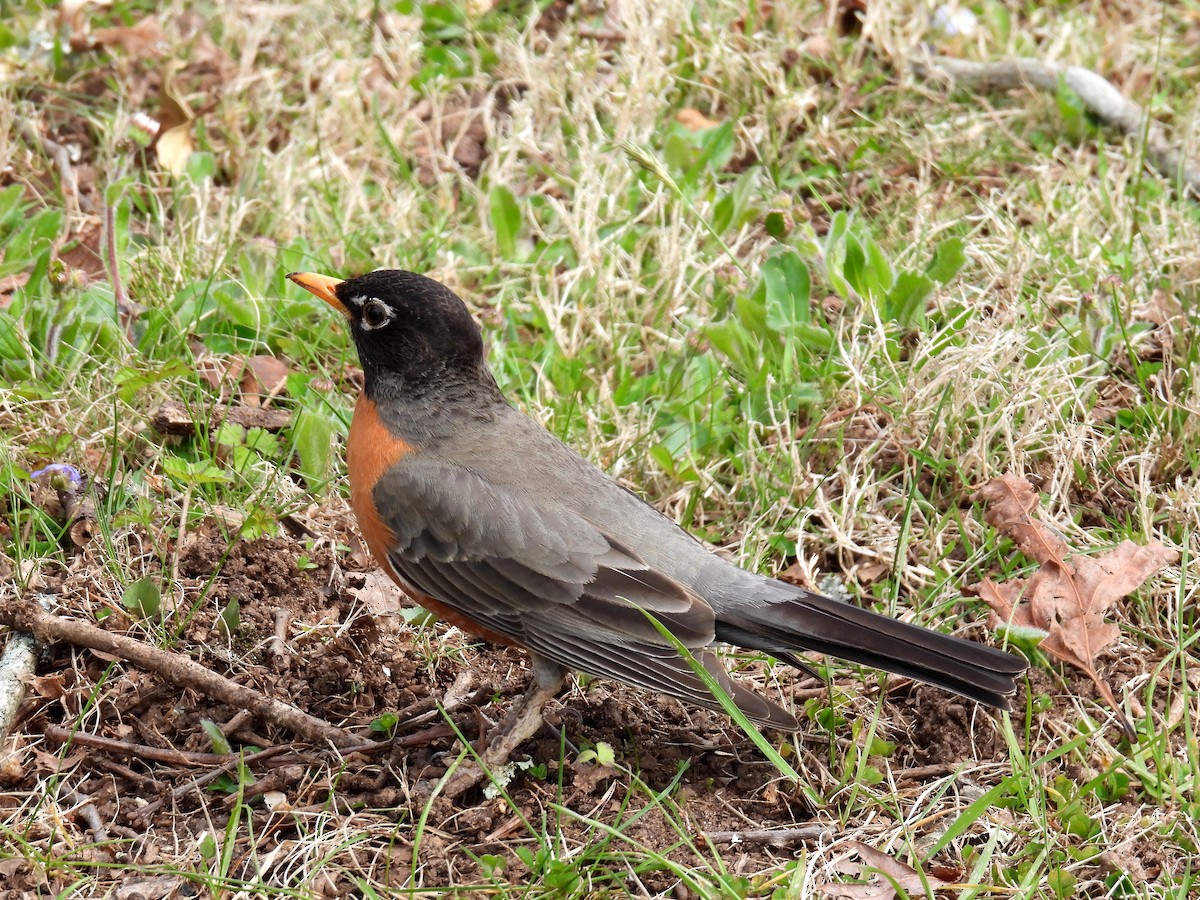 Zorzal Americano (grupo migratorius) - ML616934931