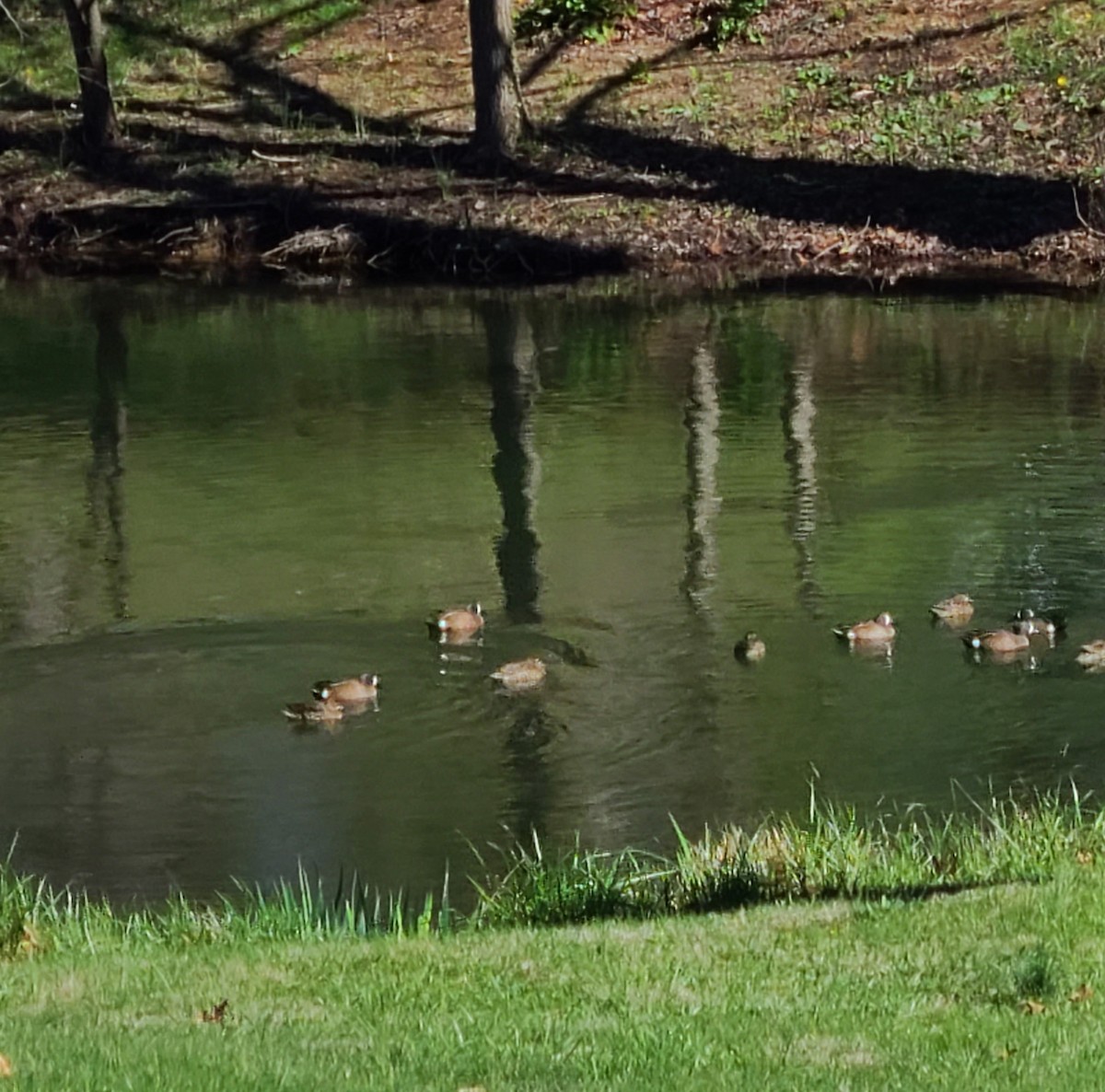 Чирянка блакитнокрила - ML616934970