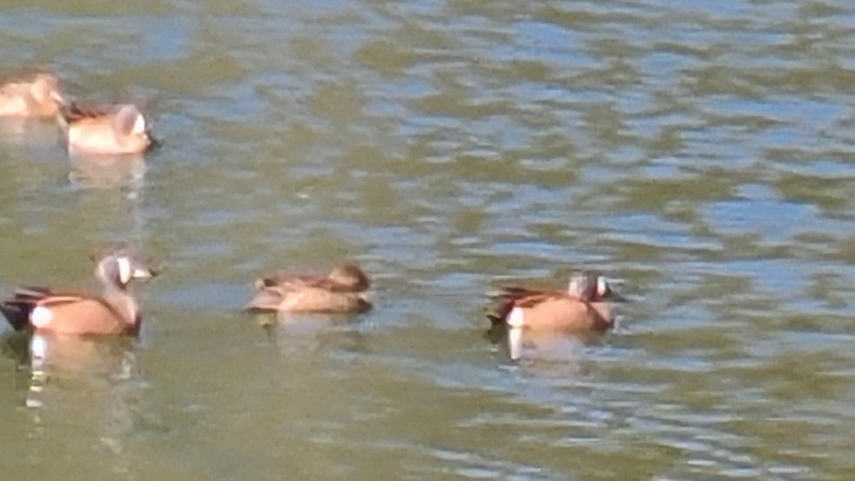 Чирянка блакитнокрила - ML616934971