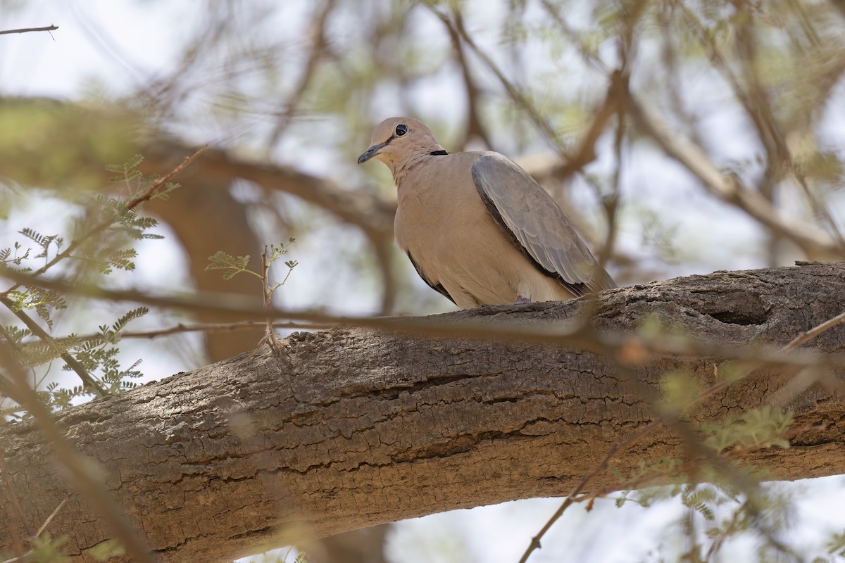 African Collared-Dove - ML616934986