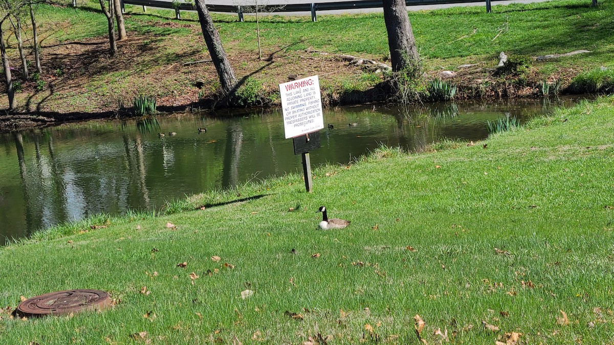 Казарка канадська - ML616934993