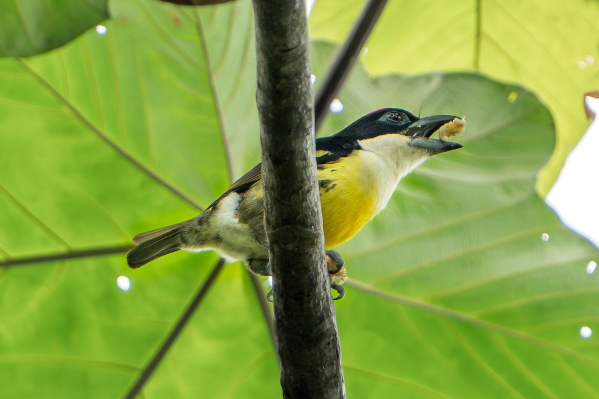 Five-colored Barbet - ML616935033