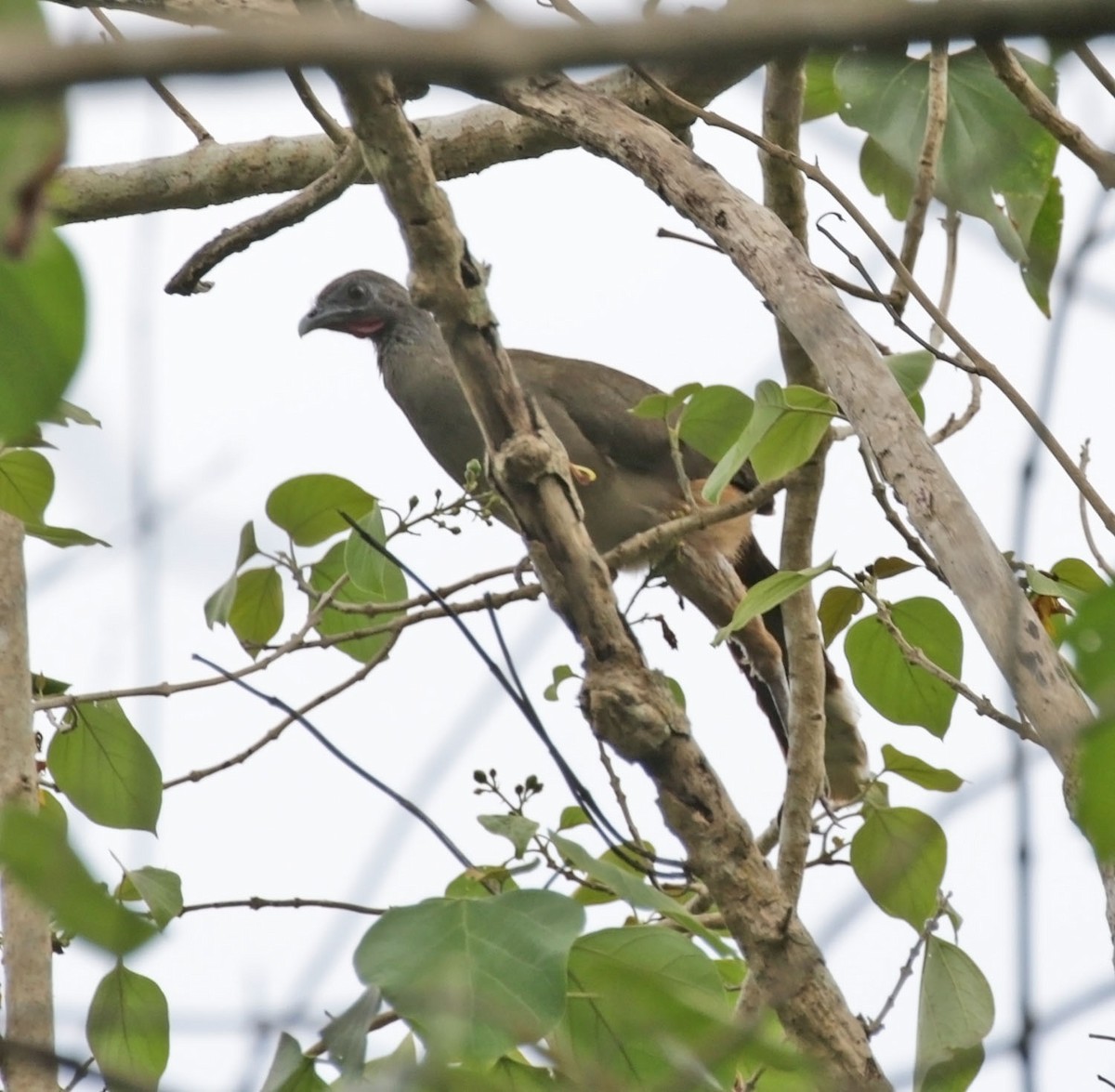 Rufous-vented Chachalaca - ML616935035