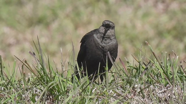 Brewer's Blackbird - ML616935049