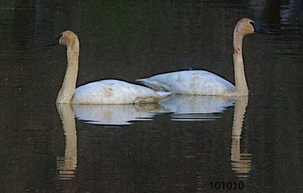 Cisne Trompetero - ML616935063