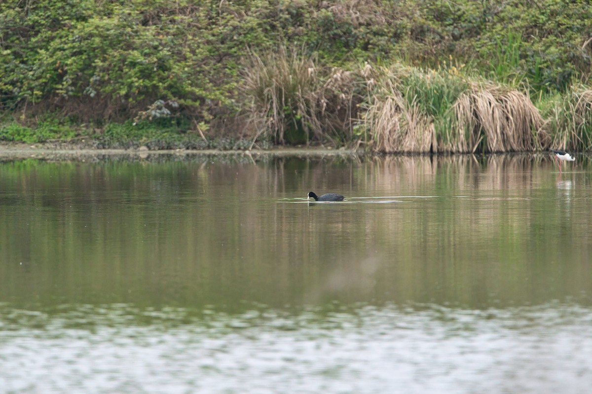 Eurasian Coot - Nicola Marchioli