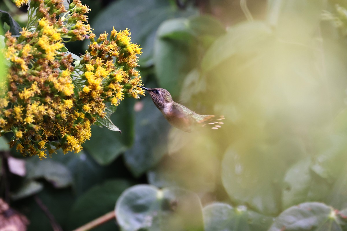 Wine-throated Hummingbird - Charles Davies