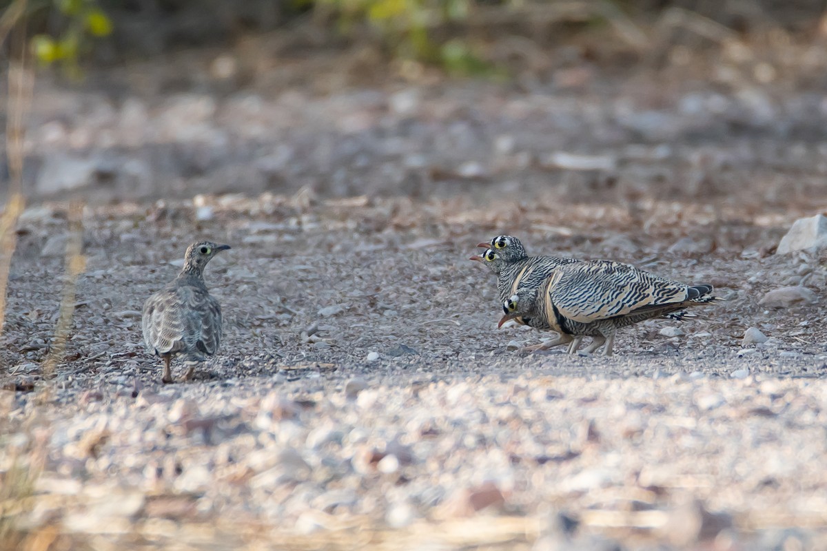 Lichtenstein's Sandgrouse - ML616935196